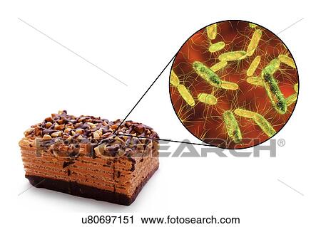 Stock Image - Food poisoning caused by Salmonella bacteria, conceptual illustration. Several Salmonella species cause human food poisoning (salmonellosis) when contaminated food such as meat, milk and eggs, is eaten. Symptoms include abdominal pain, nausea,.... Fotosearch