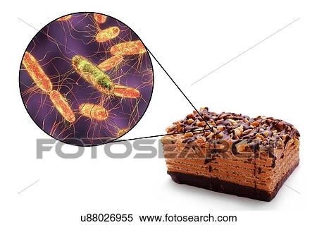 Stock Photography - Food poisoning caused by Salmonella bacteria, conceptual illustration. Several Salmonella species cause human food poisoning (salmonellosis) when contaminated food such as meat, milk and eggs, is eaten. Symptoms include abdominal pain, nausea,.... Fotosearch