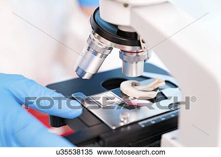 Stock Photography - Food research, conceptual image.. Fotosearch
