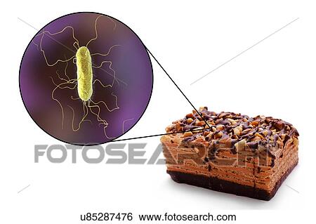 Stock Photograph - Foodborne disease, conceptual illustration. A foodborne infection is an infectious disease that develops after ingestion of pathogenic microorganisms with food. Many bacteria are causative agents of foodborne infections, including bacteria of the.... Fotosearch