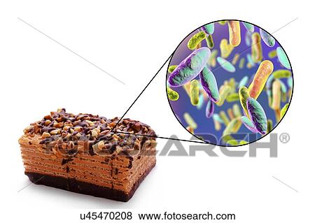 Stock Photo - Foodborne infection, conceptual illustration. A foodborne infection is an infectious disease that develops after ingestion of pathogenic microorganisms with food. Many bacteria are causative agents of foodborne infections, including Enterobacteriaceae.... Fotosearch