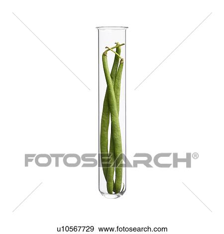 Stock Photo - French beans in test tube, studio shot.. Fotosearch