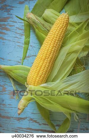 Stock Photograph - Freshly picked ear of corn.. Fotosearch
