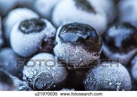 Stock Photography - Frozen aronia berries.. Fotosearch