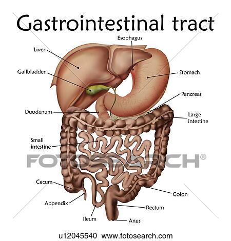 Stock Image - Gastrointestinal tract with labels, illustration.. Fotosearch