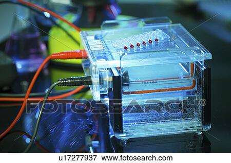 Gel electrophoresis equipment. View Large Photo Image Stock Photo - Gel electrophoresis equipment.. Fotosearch