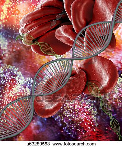 Genetic blood disorders, conceptual composite image. Scanning electron microscopy (SEM) and computer generated image (CGI) of DNA (deoxyribonucleic acid) molecules (helices) and red blood cells. There are a number of blood disorders that are caused by... View Large Photo Image Stock Image - Genetic blood disorders, conceptual composite image. Scanning electron microscopy (SEM) and computer generated image (CGI) of DNA (deoxyribonucleic acid) molecules (helices) and red blood cells. There are a number of blood disorders that are caused by.... Fotosearch