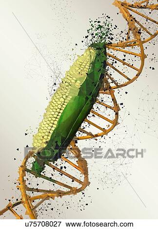 Genetically modified corn, illustration. View Large Photo Image Stock Photo - Genetically modified corn, illustration.. Fotosearch
