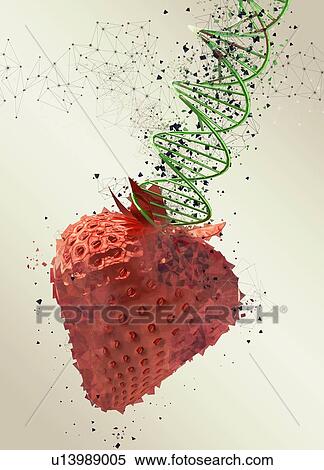 Genetically modified strawberry, illustration. View Large Photo Image Stock Photography - Genetically modified strawberry, illustration.. Fotosearch