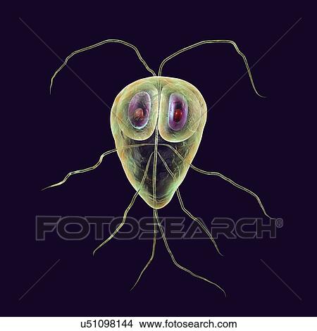 Picture - Giardia lamblia parasites, computer illustration. Giardia lamblia is a flagellated protozoan parasite. It colonizes and reproduces in the small intestine and causes giardiasis.. Fotosearch
