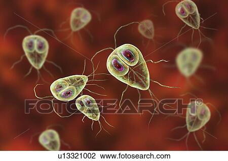 Giardia lamblia parasites, computer illustration. Giardia lamblia is a flagellated protozoan parasite. It colonizes and reproduces in the small intestine and causes giardiasis. View Large Photo Image Stock Image - Giardia lamblia parasites, computer illustration. Giardia lamblia is a flagellated protozoan parasite. It colonizes and reproduces in the small intestine and causes giardiasis.. Fotosearch