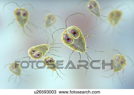 Stock Image - Giardia lamblia parasites, computer illustration. Giardia lamblia is a flagellated protozoan parasite. It colonizes and reproduces in the small intestine and causes giardiasis.. Fotosearch
