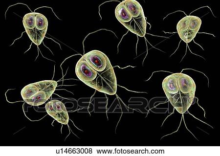Stock Photo - Giardia lamblia parasites, computer illustration. Giardia lamblia is a flagellated protozoan parasite. It colonizes and reproduces in the small intestine and causes giardiasis.. Fotosearch