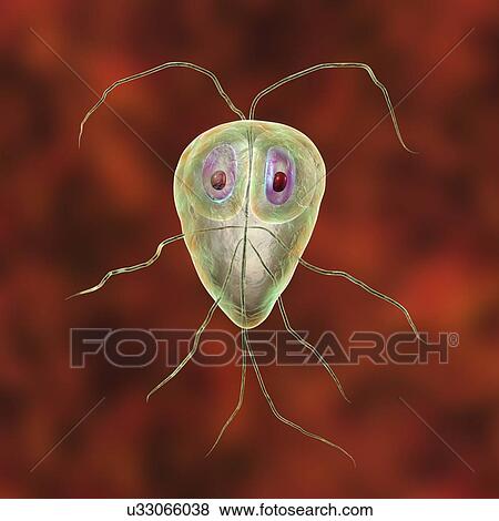 Stock Photo - Giardia lamblia parasites, computer illustration. Giardia lamblia is a flagellated protozoan parasite. It colonizes and reproduces in the small intestine and causes giardiasis.. Fotosearch