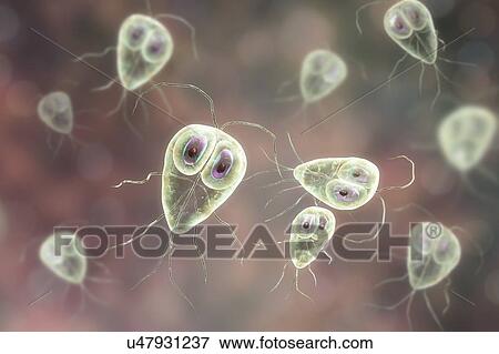 Stock Photo - Giardia lamblia parasites, computer illustration. Giardia lamblia is a flagellated protozoan parasite. It colonizes and reproduces in the small intestine and causes giardiasis.. Fotosearch