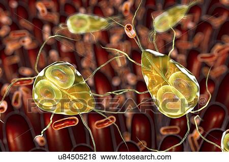 Giardia lamblia parasites in duodenum, computer illustration. Giardia lamblia is a flagellated protozoan parasite. It colonizes and reproduces in the small intestine and causes giardiasis. View Large Photo Image Stock Photo - Giardia lamblia parasites in duodenum, computer illustration. Giardia lamblia is a flagellated protozoan parasite. It colonizes and reproduces in the small intestine and causes giardiasis.. Fotosearch
