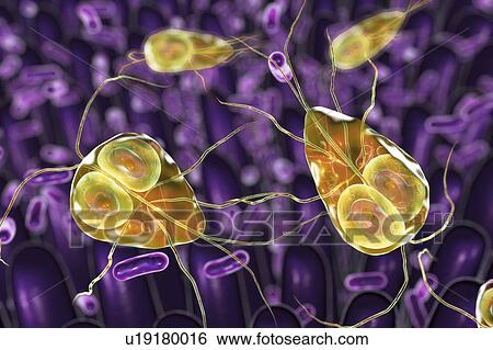 Giardia lamblia parasites in duodenum, computer illustration. Giardia lamblia is a flagellated protozoan parasite. It colonizes and reproduces in the small intestine and causes giardiasis. View Large Photo Image Stock Photograph - Giardia lamblia parasites in duodenum, computer illustration. Giardia lamblia is a flagellated protozoan parasite. It colonizes and reproduces in the small intestine and causes giardiasis.. Fotosearch