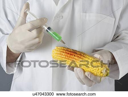 GMO corn, conceptual image. View Large Photo Image Stock Image - GMO corn, conceptual image.. Fotosearch