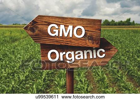 Stock Image - GMO corn, conceptual image.. Fotosearch