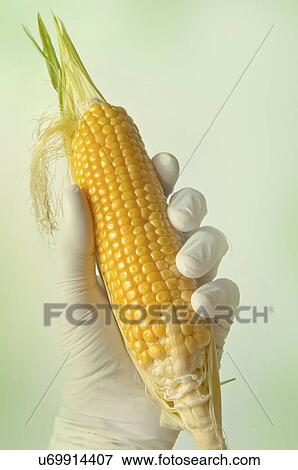 Stock Photo - GMO corn, conceptual image.. Fotosearch