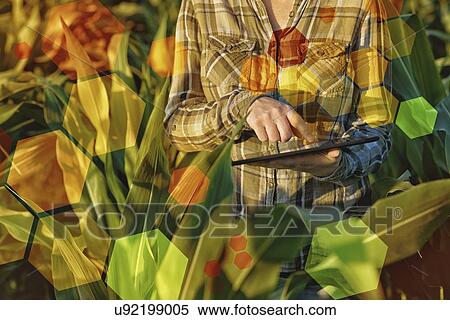 Stock Photography - GMO crops, conceptual image.. Fotosearch