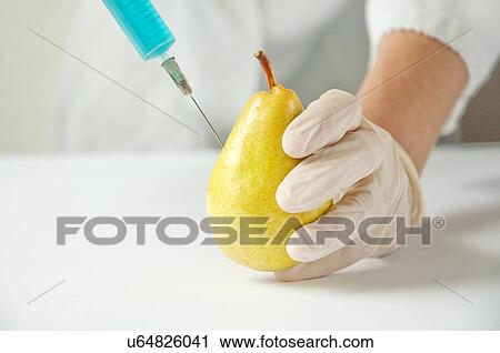 GMO pear, conceptual image. View Large Photo Image Stock Image - GMO pear, conceptual image.. Fotosearch
