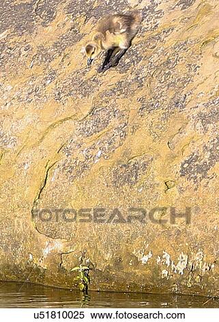Stock Photography - Gosling. Fotosearch