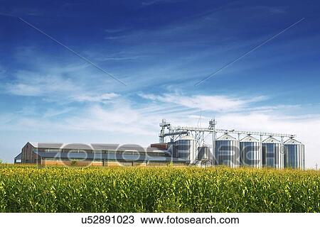Grain silos in corn field. View Large Photo Image Stock Image - Grain silos in corn field.. Fotosearch