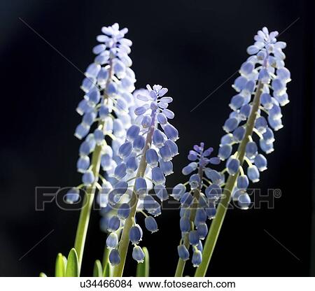 Grape hyacinth (Muscari sp. ) flowers. View Large Photo Image Picture - Grape hyacinth (Muscari sp. ) flowers.. Fotosearch