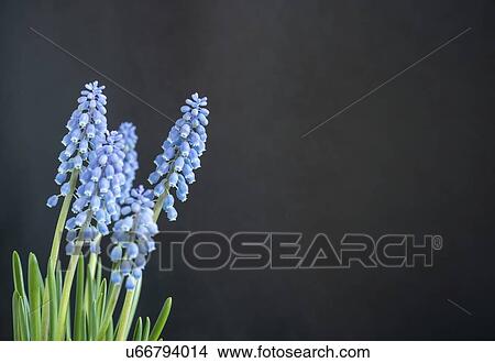 Grape hyacinth (Muscari sp. ) flowers. View Large Photo Image Picture - Grape hyacinth (Muscari sp. ) flowers.. Fotosearch