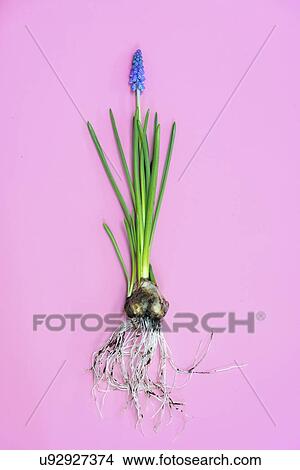Grape hyacinth (Muscari sp. ) flowers. View Large Photo Image Picture - Grape hyacinth (Muscari sp. ) flowers.. Fotosearch