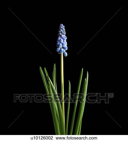 Stock Image - Grape hyacinth (Muscari sp. ) flowers.. Fotosearch