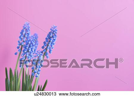 Stock Image - Grape hyacinth (Muscari sp. ) flowers.. Fotosearch
