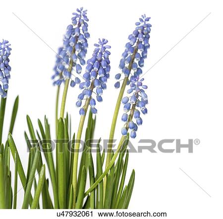 Stock Image - Grape hyacinth (Muscari sp. ) flowers.. Fotosearch