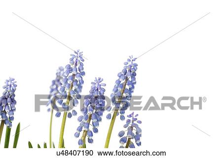 Stock Image - Grape hyacinth (Muscari sp. ) flowers.. Fotosearch