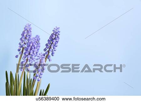 Stock Image - Grape hyacinth (Muscari sp. ) flowers.. Fotosearch