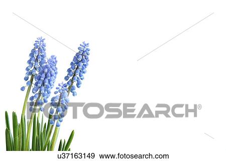 Stock Photo - Grape hyacinth (Muscari sp. ) flowers.. Fotosearch