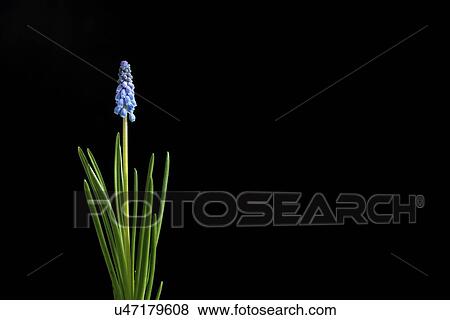 Stock Photo - Grape hyacinth (Muscari sp. ) flowers.. Fotosearch