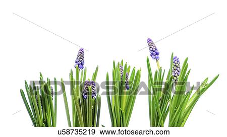 Stock Photo - Grape hyacinth (Muscari sp. ) flowers.. Fotosearch