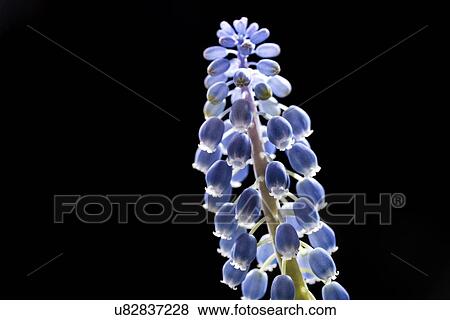 Grape hyacinth (Muscari sp. ) flowers. View Large Photo Image Stock Photo - Grape hyacinth (Muscari sp. ) flowers.. Fotosearch