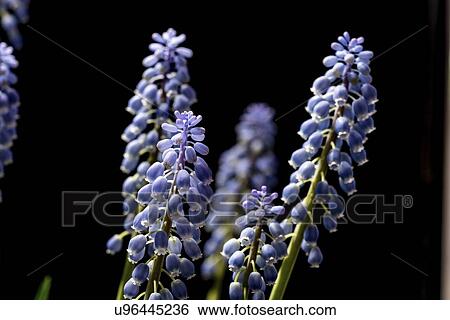 Stock Photograph - Grape hyacinth (Muscari sp. ) flowers.. Fotosearch
