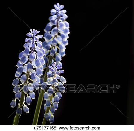 Stock Photography - Grape hyacinth (Muscari sp. ) flowers.. Fotosearch