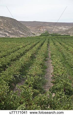 Grape vines for wine production near the Olifants River irrigation system, near Klawer, Western Cape, South Africa. View Large Photo Image Stock Image - Grape vines for wine production near the Olifants River irrigation system, near Klawer, Western Cape, South Africa.. Fotosearch