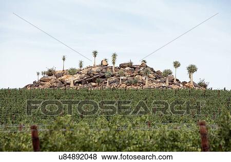 Stock Photo - Grape vines for wine production near the Olifants River irrigation system, near Klawer, Western Cape, South Africa.. Fotosearch