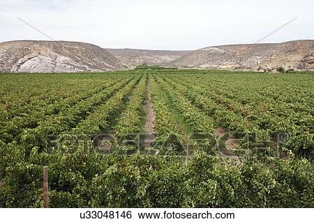 Stock Photograph - Grape vines for wine production near the Olifants River irrigation system, near Klawer, Western Cape, South Africa.. Fotosearch