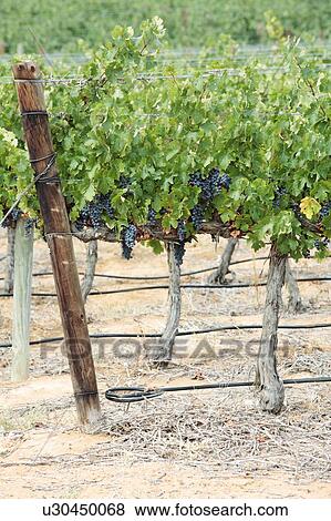 Stock Photo - Grapes on vines, near Klawer, Western Cape, South Africa.. Fotosearch