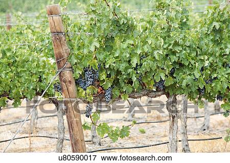 Grapes on vines, near Klawer, Western Cape, South Africa. View Large Photo Image Stock Photo - Grapes on vines, near Klawer, Western Cape, South Africa.. Fotosearch