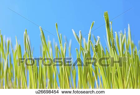 Picture - Grass shoots.. Fotosearch