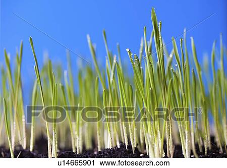 Stock Image - Grass shoots.. Fotosearch