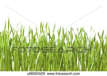 Grass shoots. View Large Photo Image Stock Photo - Grass shoots.. Fotosearch